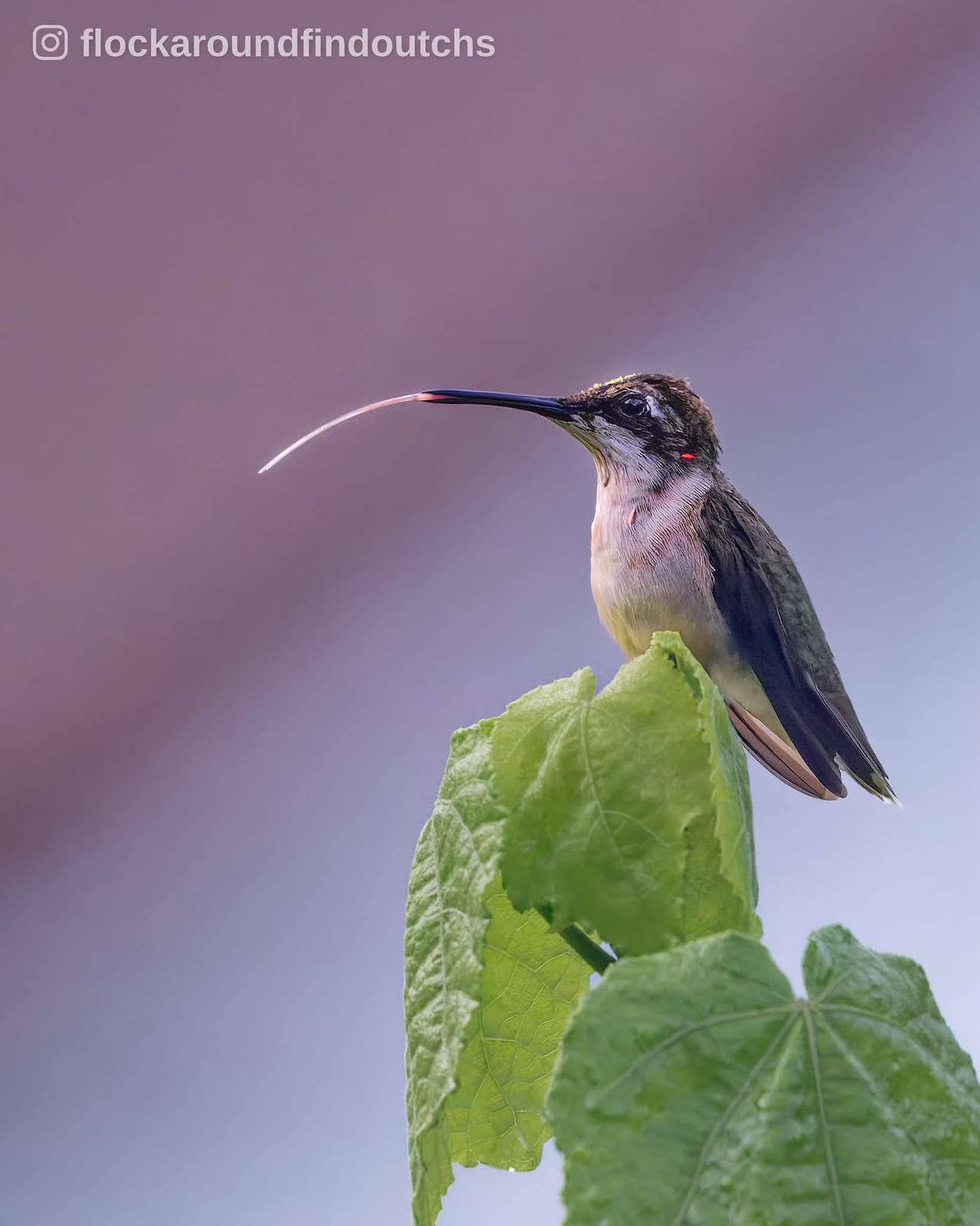 Ruby-throated Hummingbird by Amanda Foote