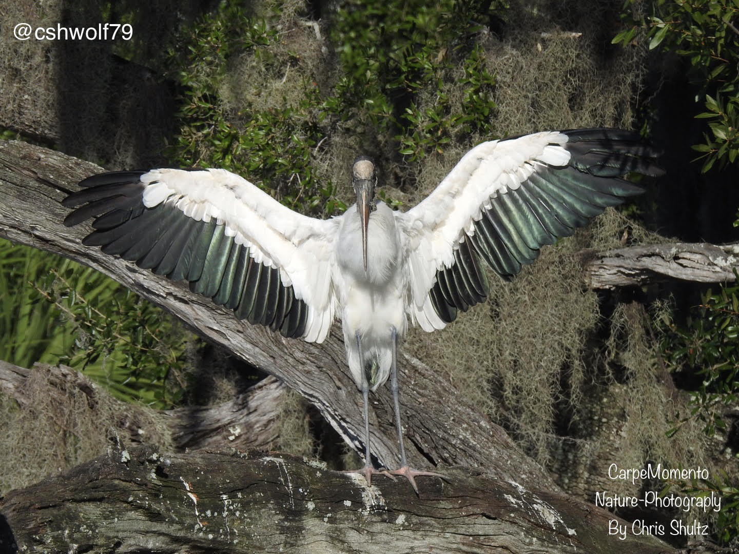 Wood Stork by Chris Shultz